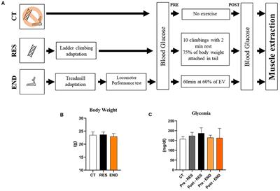 One Bout of Aerobic Exercise Can Enhance the Expression of Nr1d1 in Oxidative Skeletal Muscle Samples